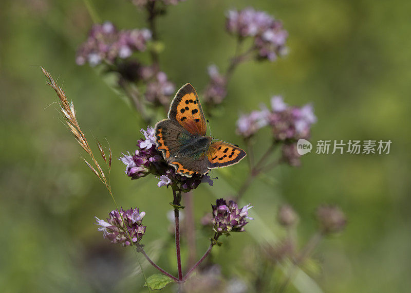 小铜蝶(Lycaena phlaeas)